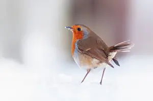 Legs Prints: Robin (Erithacus rubecula) standing in snow, Bradworthy, Devon, UK, December