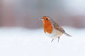 December Prints: Robin (Erithacus rubecula) standing in snow, Bradworthy, Devon, UK, December