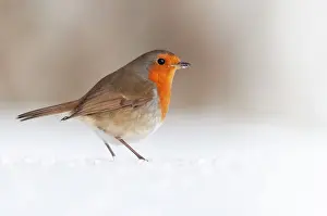 Perching Prints: Robin (Erithacus rubecula) standing in snow, Bradworthy, Devon, UK, December