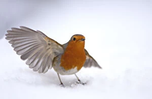 Images Dated 22nd January 2013: Robin (Erithacus rubecula) taking off from snow, Hampstead Heath, London, UK, January