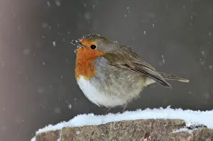 Christmas Prints: Robin (Erithacus rubecula) in winter. Dorset, UK February
