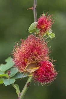 Robins pincushion gall caused by Gall wasp (Diplolepis rosae) on wild Dog rose (Rosa canina)