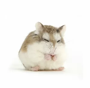Mark Taylor Gallery: Roborovski Hamster (Phodopus roborovskii) asleep sitting up, against white background