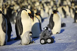 Robot disguised as penguin chick investigating Emperor penguin colony
