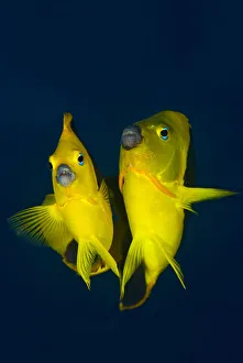 Rock beauty angelfish (Holacanthus tricolor) pair at dusk performing their courtship Rock beauty angelfish (Holacanthus tricolor) pair at dusk performing their courtship