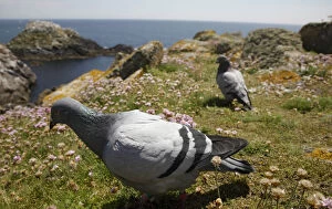 Images Dated 11th June 2009: Rock dove (Columba livia) on cliff top, Saltee Islands, County Wexford, Ireland