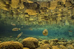 Rock flagtail (Kuhlia rupestris) fish in river on the Southern Lagoon, Forgotten Coast