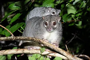 Maternal Behaviour Prints: Rock-haunting ringtail possum (Petropseudes dahli) female