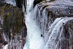 Sphenisciformes Prints: Rock hopper penguins (Eudyptes chrysocome) plunging off a high cliff into raging seas