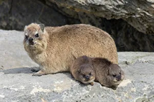 Rock Prints: Rock hyrax / dassie (Procavia capensis)