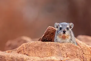 Rock hyrax (Procavia capensis) sitting on rock and looking forward, Tsavo East National Park, Kenya