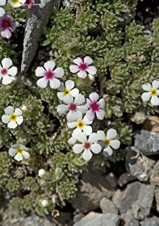 Rock jasmine (Androsace sericea) flowers
