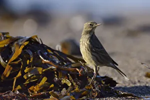 Motacillidae Prints: Rock pipit (Anthus petrosus) foraging for invertebrates among seaweed on the strand