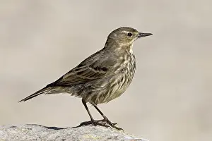 Motacillidae Prints: Rock pipit (Anthus petrosus) portrait, Dorset, England, UK. April