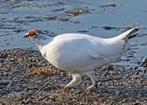 Ptarmigan Prints: Rock ptarmigan (Lagopus muta) male