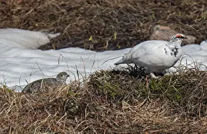 Ptarmigan Prints: Rock ptarmigan (Lagopus muta) male escorting female over a grassy clump beside a snowfield