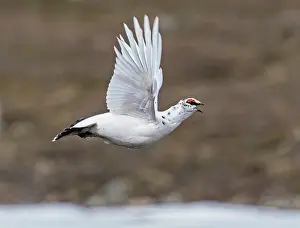 Ptarmigan Prints: Rock ptarmigan (Lagopus muta) male in flight and calling over territory