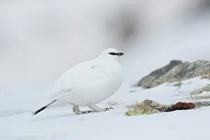 Camouflage Prints: Rock ptarmigan (Lagopus muta) male in winter plumage, on snow, Pyrenees, Spain. April