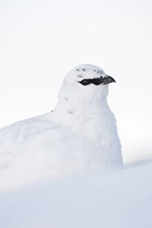 Images Dated 18th February 2010: Rock ptarmigan (Lagopus mutus) close-up portrait in winter plumage, Cairngorms NP