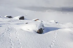 National Prints: Rock ptarmigan (Lagopus mutus) flying from boulder field in winter plumage, Cairngorms NP