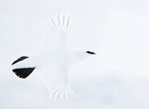 Ptarmigan Prints: Rock ptarmigan (Lagopus mutus) male in winter plumage