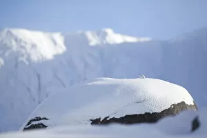 Rock ptarmigan (Lagopus mutus) perched on boulder, camouflaged against snow in winter plumage
