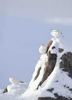 Images Dated 12th February 2010: Three Rock ptarmigan (Lagopus mutus) perched on rock, camouflaged against snow in winter plumage