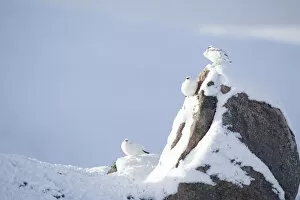 Three Rock ptarmigan (Lagopus mutus) perched on rock, camouflaged against snow in winter plumage