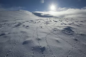 Images Dated 12th February 2010: Rock ptarmigan (Lagopus mutus) tracks in snow, with low winter sun, Lochain Mountain