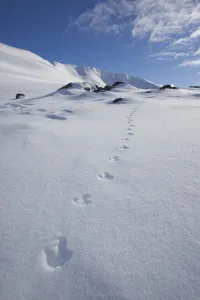 National Prints: Rock ptarmigan (Lagopus mutus) tracks in snow in winter landscape, Cairngorms NP