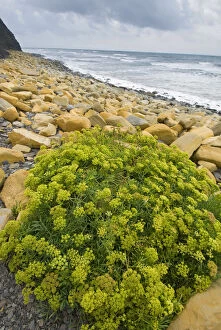 Apiaceae Gallery: Rock samphire (Crithmum maritimum) growing on rocky beach, Kimmeridge Bay, Dorset