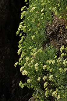 Umbelliferae Prints: Rock samphire (Crithmum maritimum) in flower, Cornwall, England, UK. August
