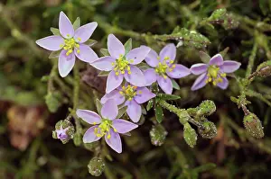 Beautiful Prints: Rock sea-spurry (Spergularia rupicola) in flower, St Mary's, Isles of Scilly, UK. May