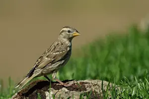 Old World Sparrow Prints: Rock sparrow (Petronia petronia) perched on a rock, Navarre, Spain. June