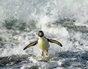 Rockhopper penguin (Eudyptes chrysocome) jumping out of the surf, Falkland islands, Atlantic Ocean