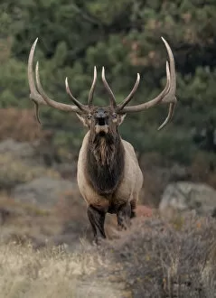 April 2021 Highlights Collection: Rocky mountain elk (Cervus elaphus nelsoni) bull bugling during rut