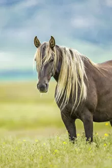 Rocky mountain horse, Bozeman, Montana, USA. June