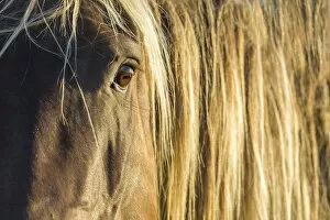 Images Dated 6th July 2011: Rocky mountain horse close up of head and mane, Bozeman, Montana, USA. June