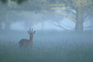 Cervids Collection: Roe deer buck in mist {Capreolus capreolus} UK