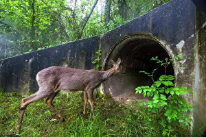 Blurred Movement Prints: Roe deer (Capreolus capreolus) approaching entrance to a wildlife underpass below the A89 highway