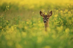 Antlers Prints: Roe deer (Capreolus capreolus) buck