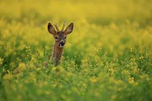 Antlers Prints: Roe deer (Capreolus capreolus) buck