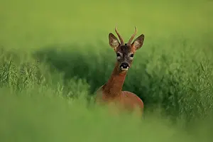 Gramineae Prints: Roe deer (Capreolus capreolus) buck