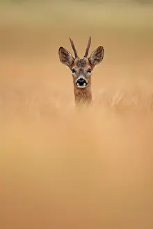 Antlers Prints: Roe deer (Capreolus capreolus) buck