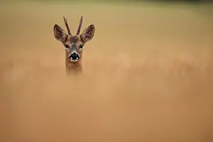 Antlers Prints: Roe deer (Capreolus capreolus) buck