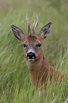 Antlers Prints: Roe deer (Capreolus capreolus) buck