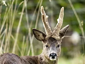 Antlers Prints: Roe deer (Capreolus capreolus) buck with antlers still in velvet