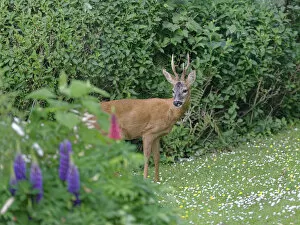 2020 August Highlights Gallery: Roe deer (Capreolus capreolus) buck with well developed horns standing on garden lawn