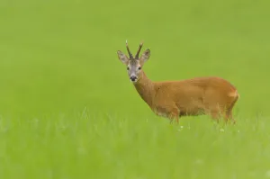 Males Prints: Roe deer (Capreolus capreolus) buck feeding in a field at dusk