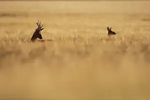 Antlers Prints: Roe deer (Capreolus capreolus) buck following a doe through long grass during the rut